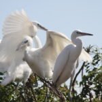 Discovering Samuka Island: A Haven for Bird Enthusiasts