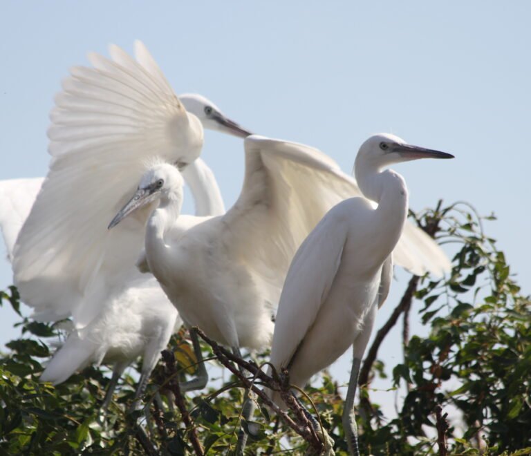 Discovering Samuka Island: A Haven for Bird Enthusiasts