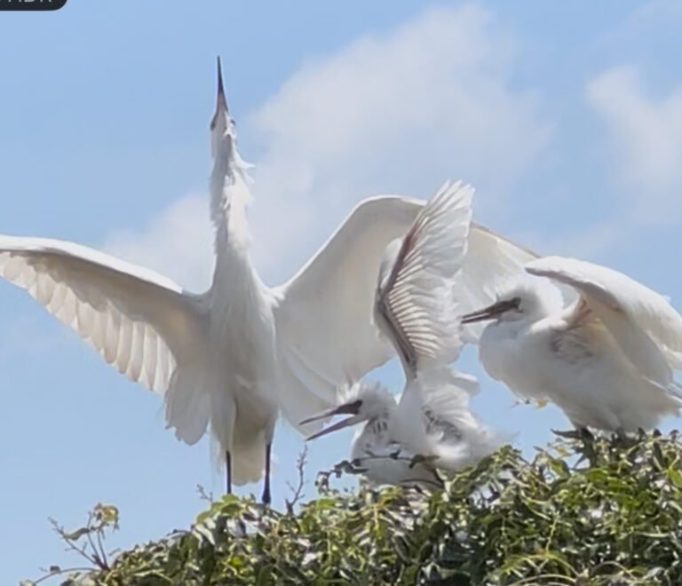 Discover Samuka Island: Uganda’s Hidden Bird Paradise You Must Experience
